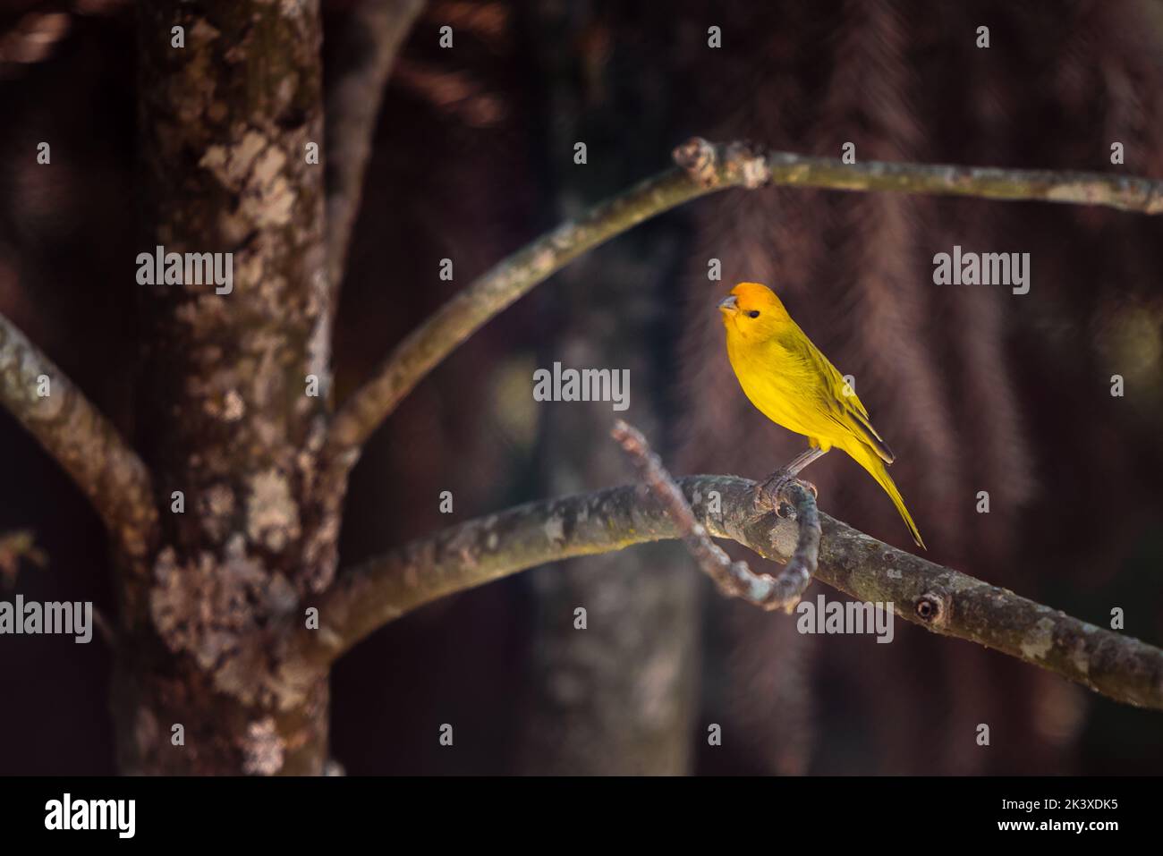 Sicalis flaveola, Saffron Finch, yellow bird on tree branch in Minas Gerais, Brazil. Stock Photo