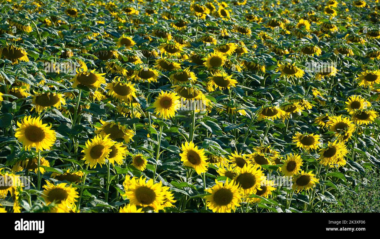 Beautiful field of the Sunflowers Stock Photo - Alamy