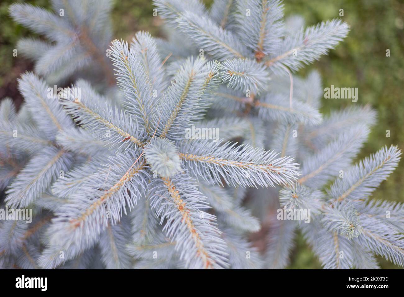 A Closeup of a fir tree growing in a park Stock Photo Alamy