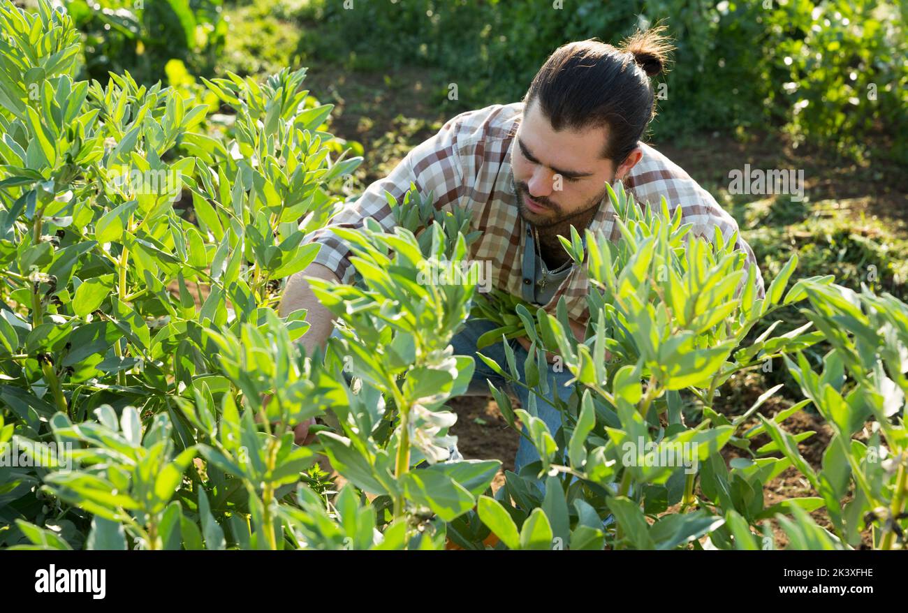 Farmer harvesting green peas Stock Photo Alamy