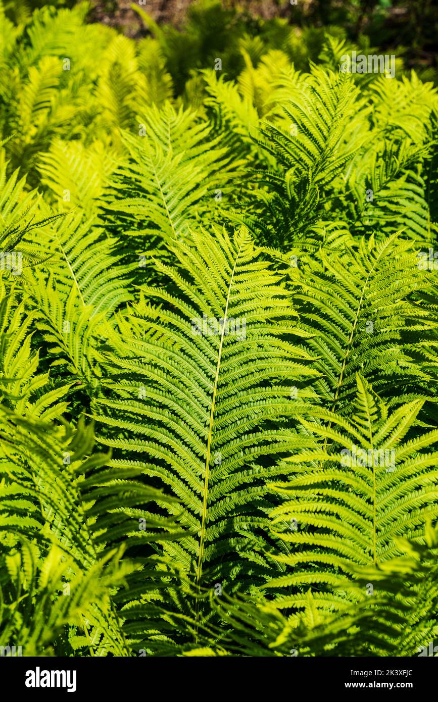 Ostrich ferns; The Hanging Garden; Liard River Hot Springs; Liard River ...