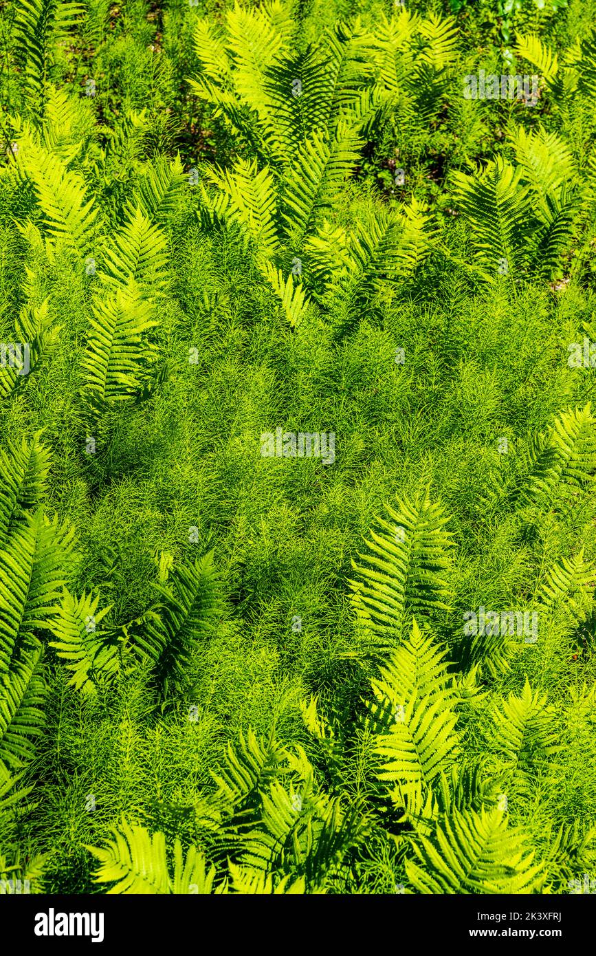 Ostrich ferns & Horsetail ferns; The Hanging Garden; Liard River Hot ...