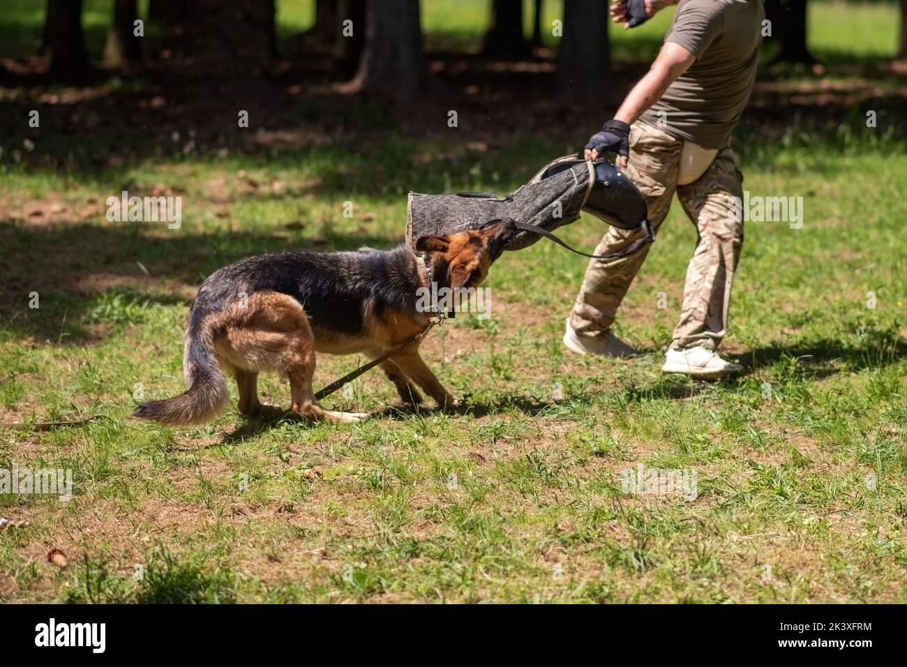A cowardly German Shepherd in aggression training, with a cynologist