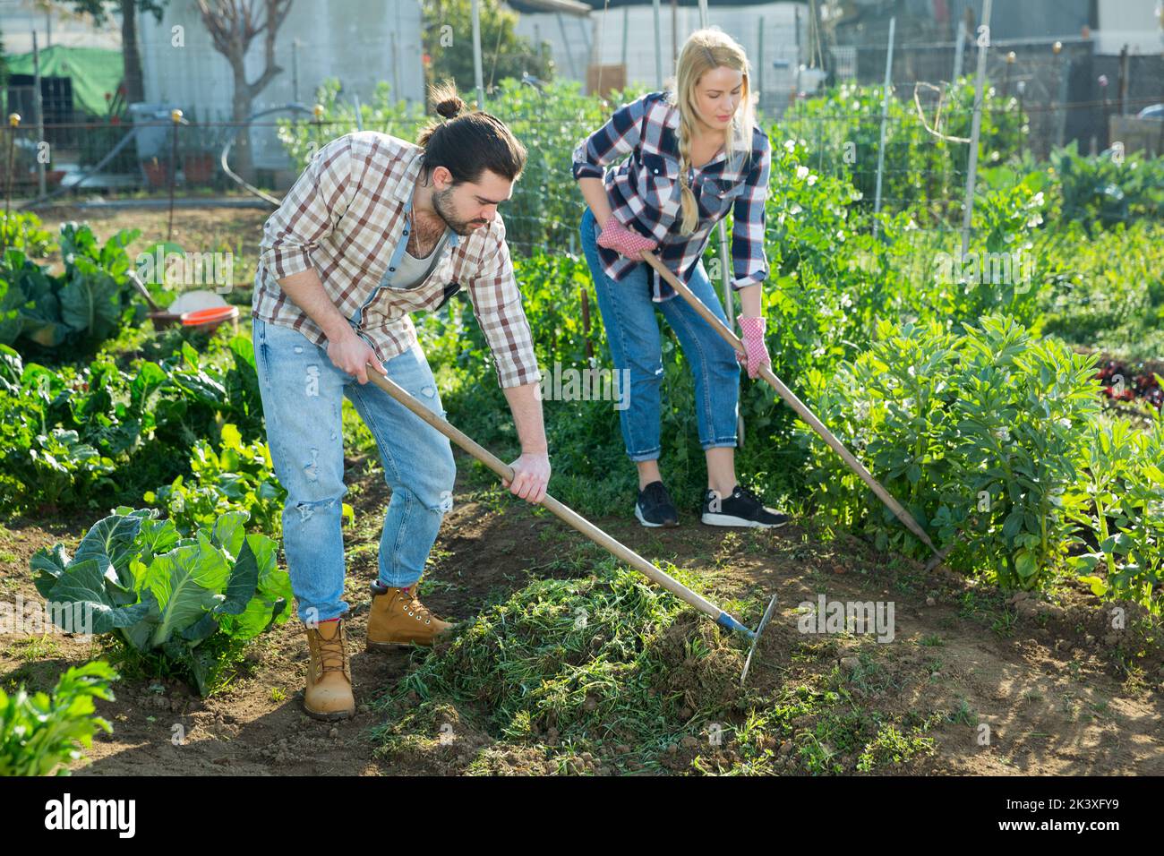 Man and woman weed the beds of weeds with a rake Stock Photo - Alamy