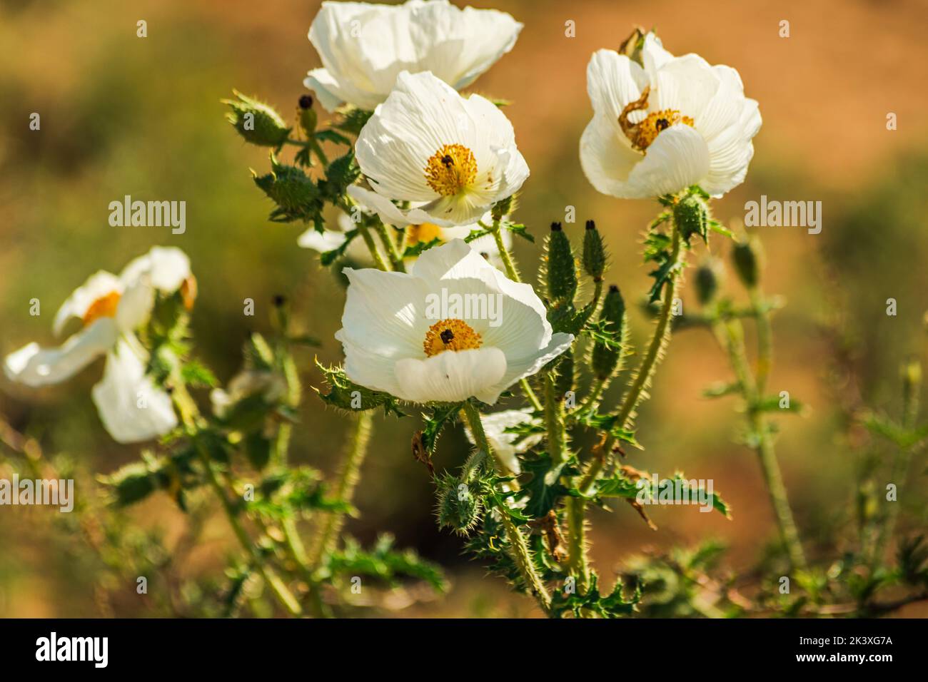 Argemone pleiacantha prickly poppy flowers on the desert near Bloody Basin Road and Agua Fria National Monument, Tonto National Forest, Arizona. Stock Photo