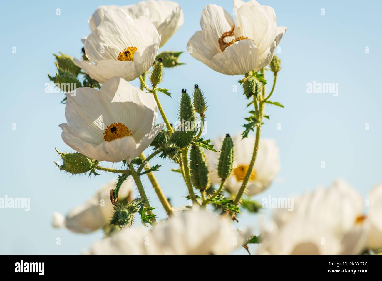 Argemone pleiacantha prickly poppy flowers and blue sky near Bloody Basin Road and Agua Fria National Monument, Tonto National Forest, Arizona. Stock Photo