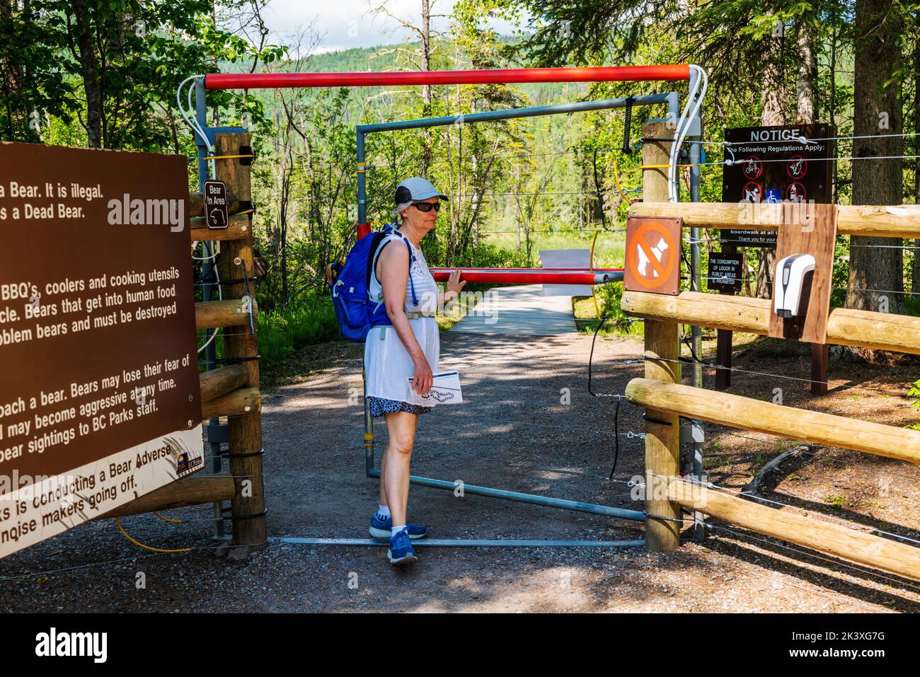 Senior female tourist passes through secure electric gate barrier for bears; Liard River Hot Springs;  Liard River Hot Springs Provincial Park; Britis Stock Photo