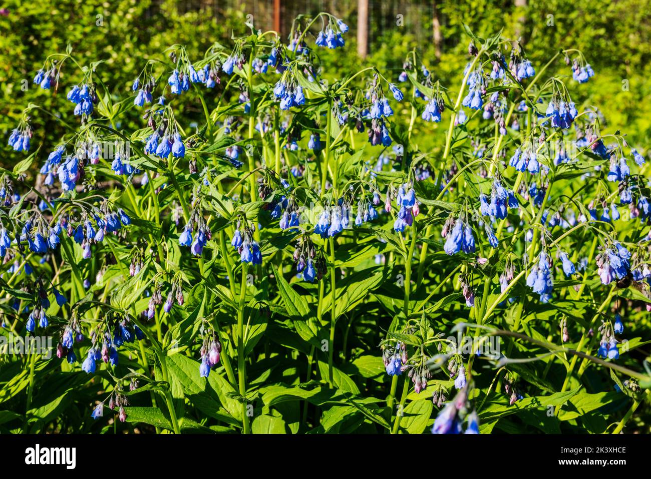 Wild bluebells in bloom; Liard River Hot Springs Provincial Park Campground; British Columbia; Canada Stock Photo