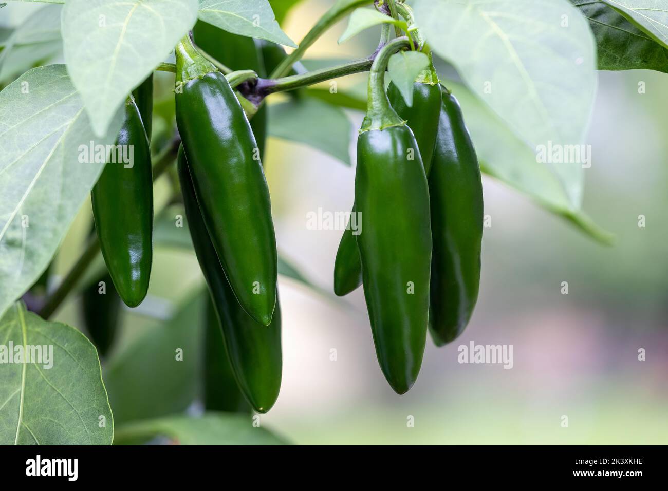 Jalapeno Peppers growing on a plant Stock Photo Alamy