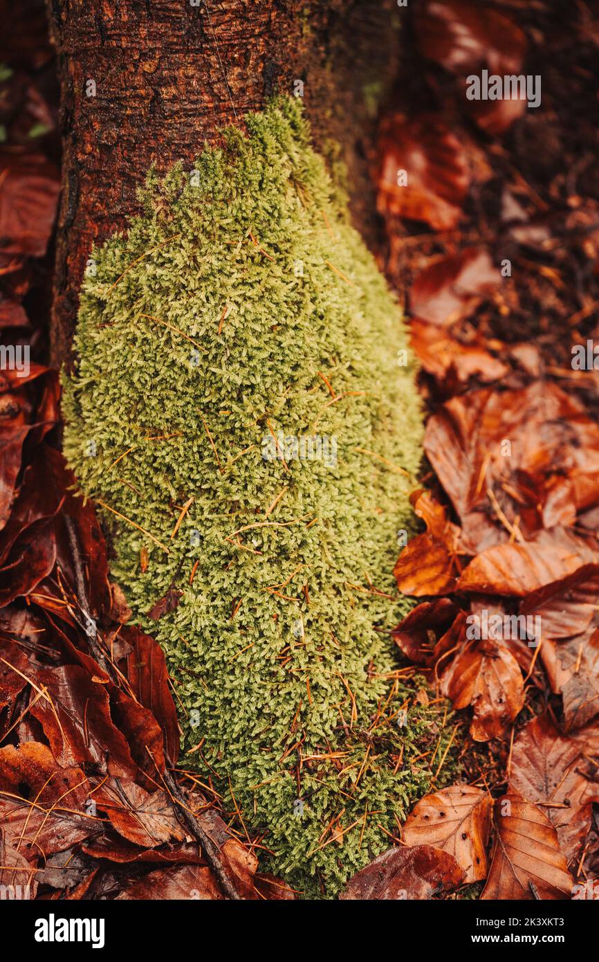 Moss on the forest ground surrounded by leafs Stock Photo