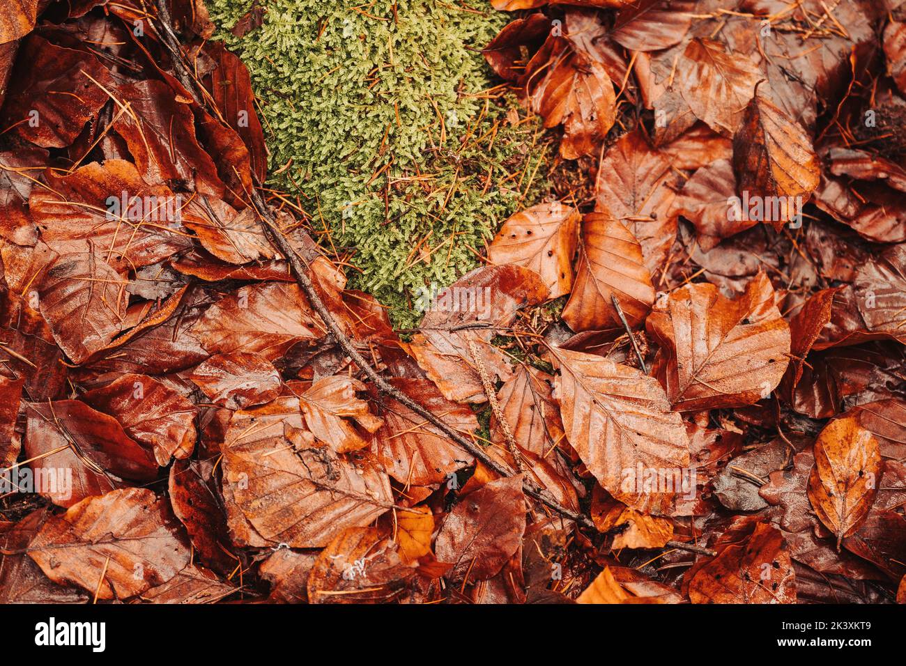 Moss on the forest ground surrounded by leafs Stock Photo