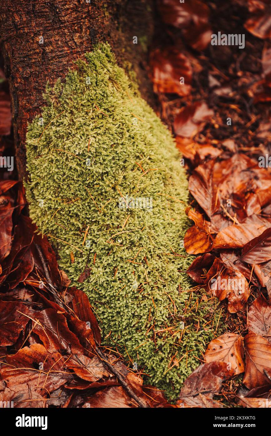 Moss on the forest ground surrounded by leafs Stock Photo