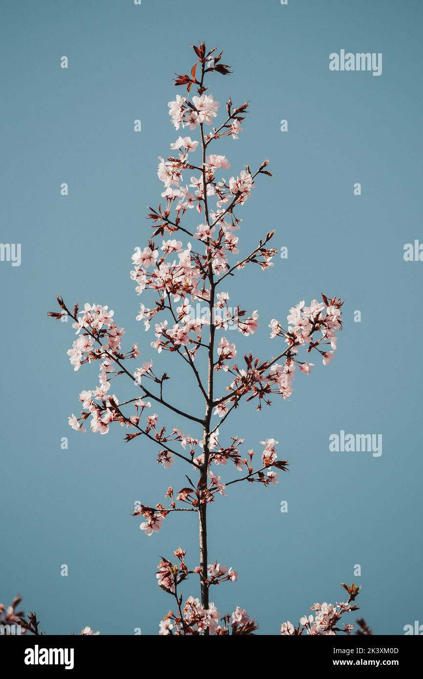 cherry blossom in spring time over blue sky Stock Photo