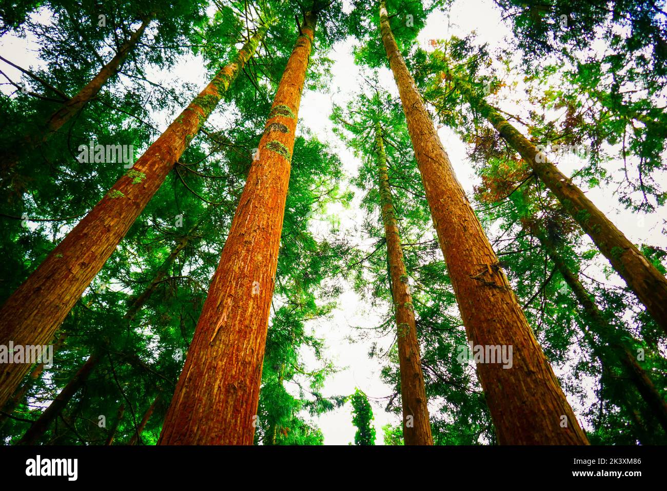 Japanese Red Cedar trees, from below Stock Photo
