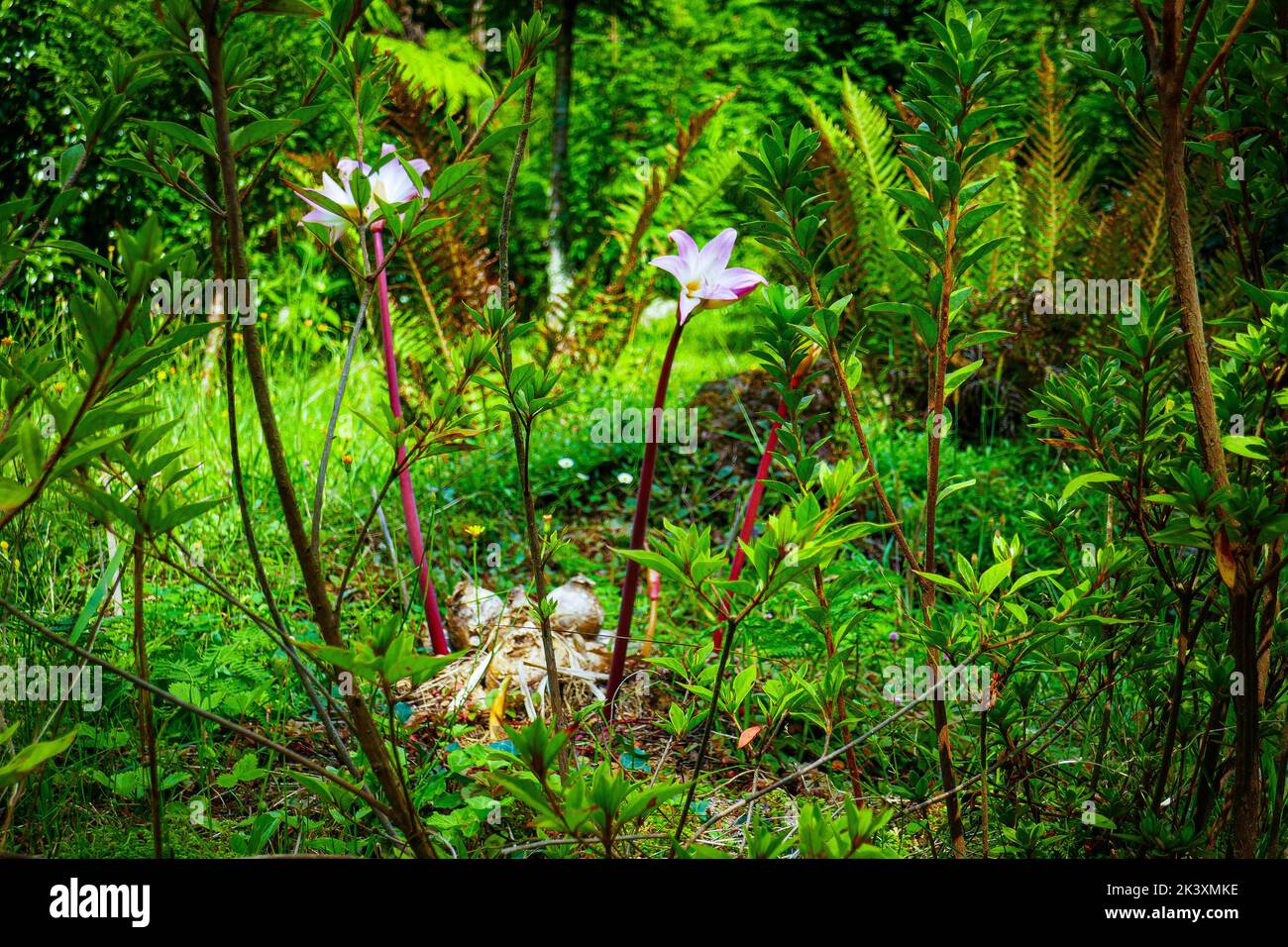 A close up of a flower in the forest Stock Photo - Alamy