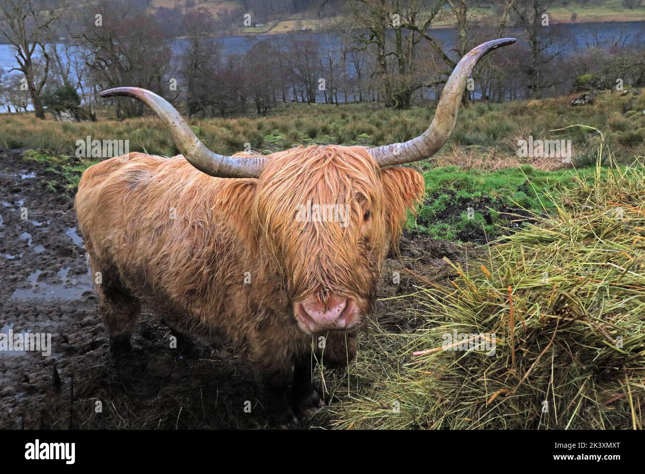 Scottish Highland Cow, Balquhidder , Perthshire, Scotland, UK, FK19 8PA Stock Photo