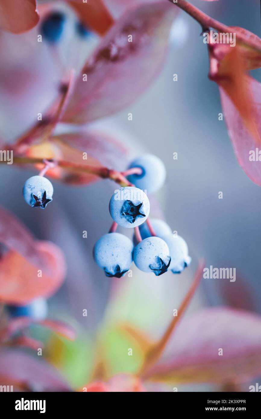 Blueberry fruits on bush in fall, Highbush huckleberry plant in autumn Stock Photo