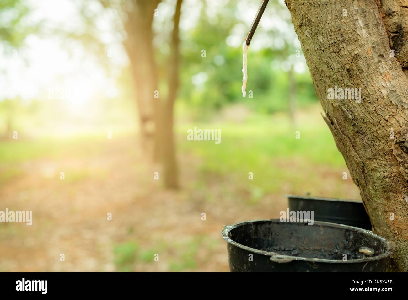 Rubber tapping in rubber tree garden. Natural latex extracted from para rubber plant. Rubber tree plantation. The milky liquid or latex oozes from wou Stock Photo