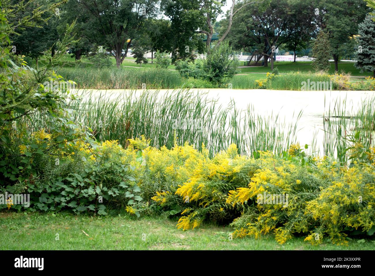 Park Shoreline of Loring Pond. Minneapolis Minnesota MN USA Stock Photo