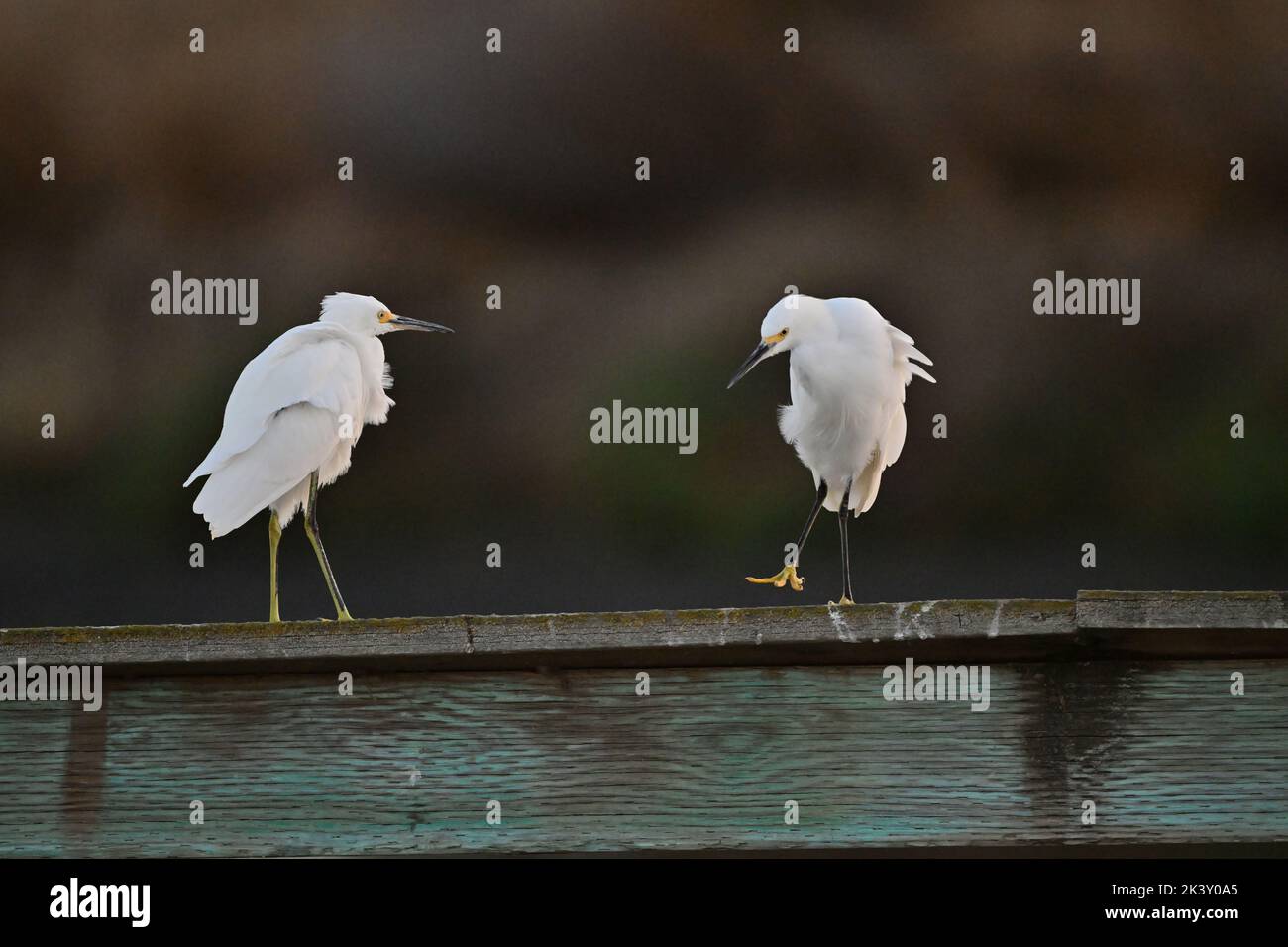 Two Snowy Egret sharing a Bird Rest Stock Photo
