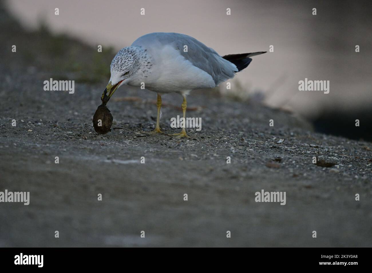 A Seagull with a Snail trying hard to Swallow It Stock Photo