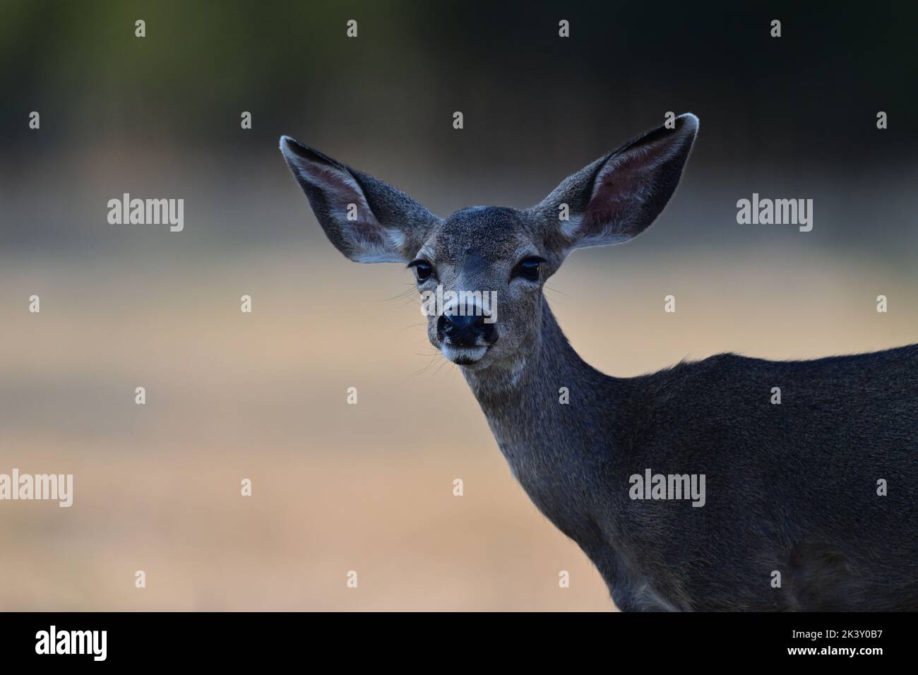 Columbian black-tailed deer portrait Stock Photo