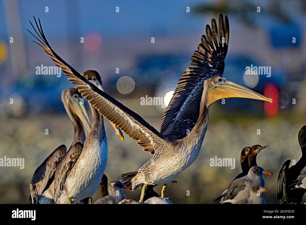 Brown Pelican starting to fly off Stock Photo