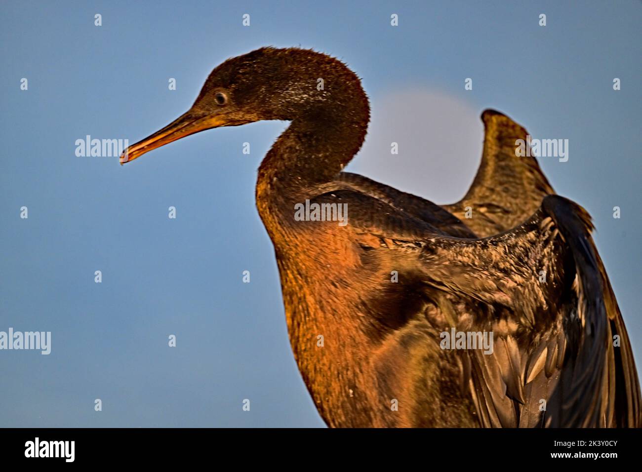 Double crested Cormorant Portrait Stock Photo