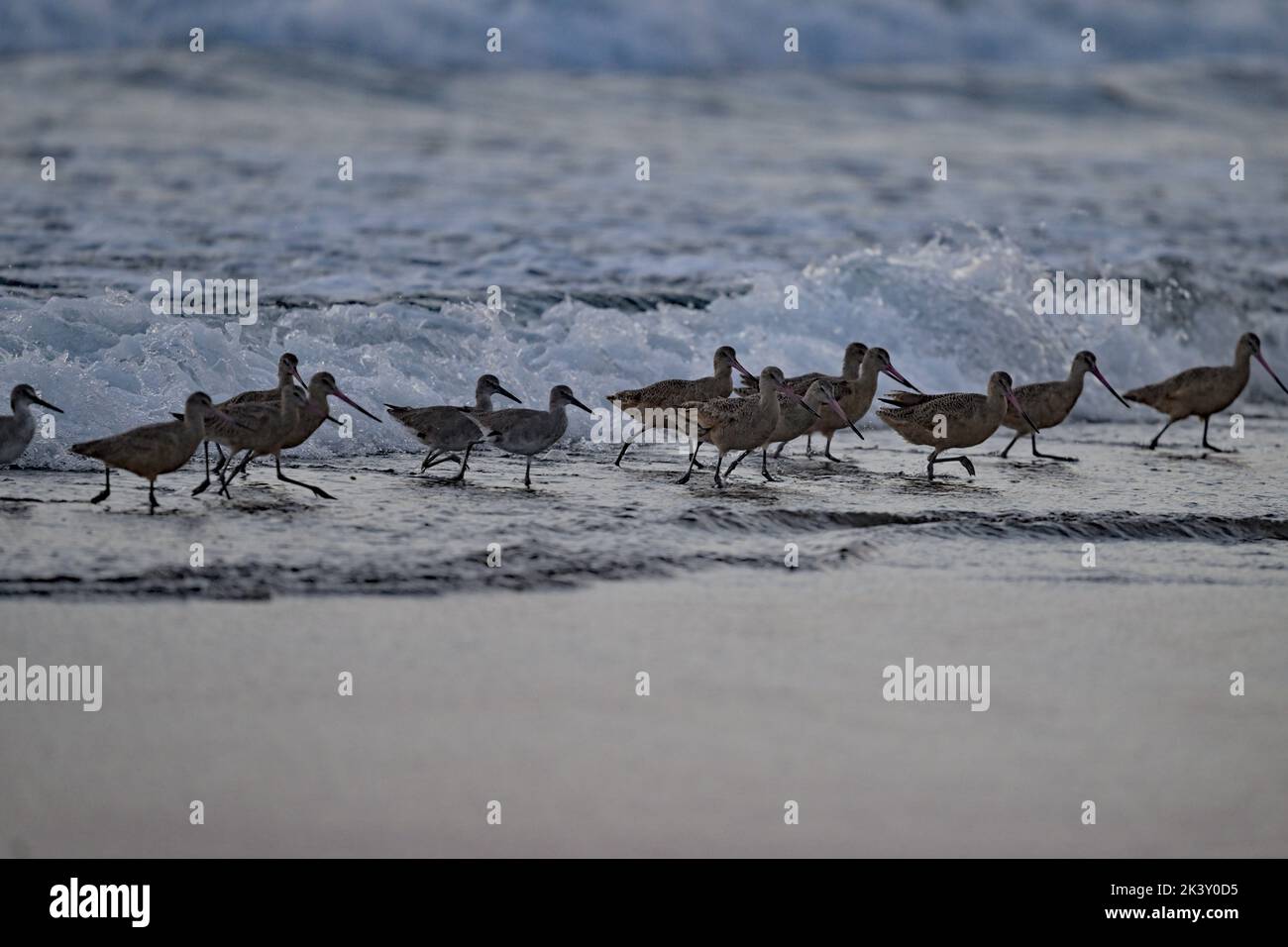 Flock of Godwit fishing at seashore Stock Photo