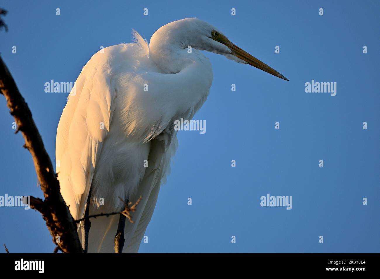 Great Egret on a Tree Top Stock Photo