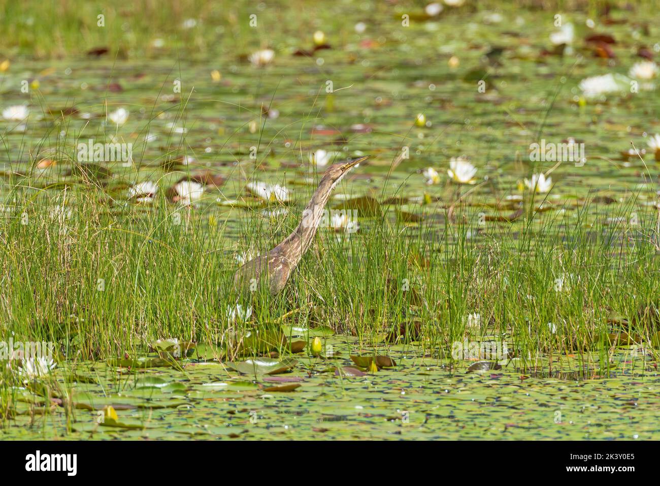 Native Michigan Reeds An American Bittern Peering from the Reeds in the Seney Wildlife Refuge ...