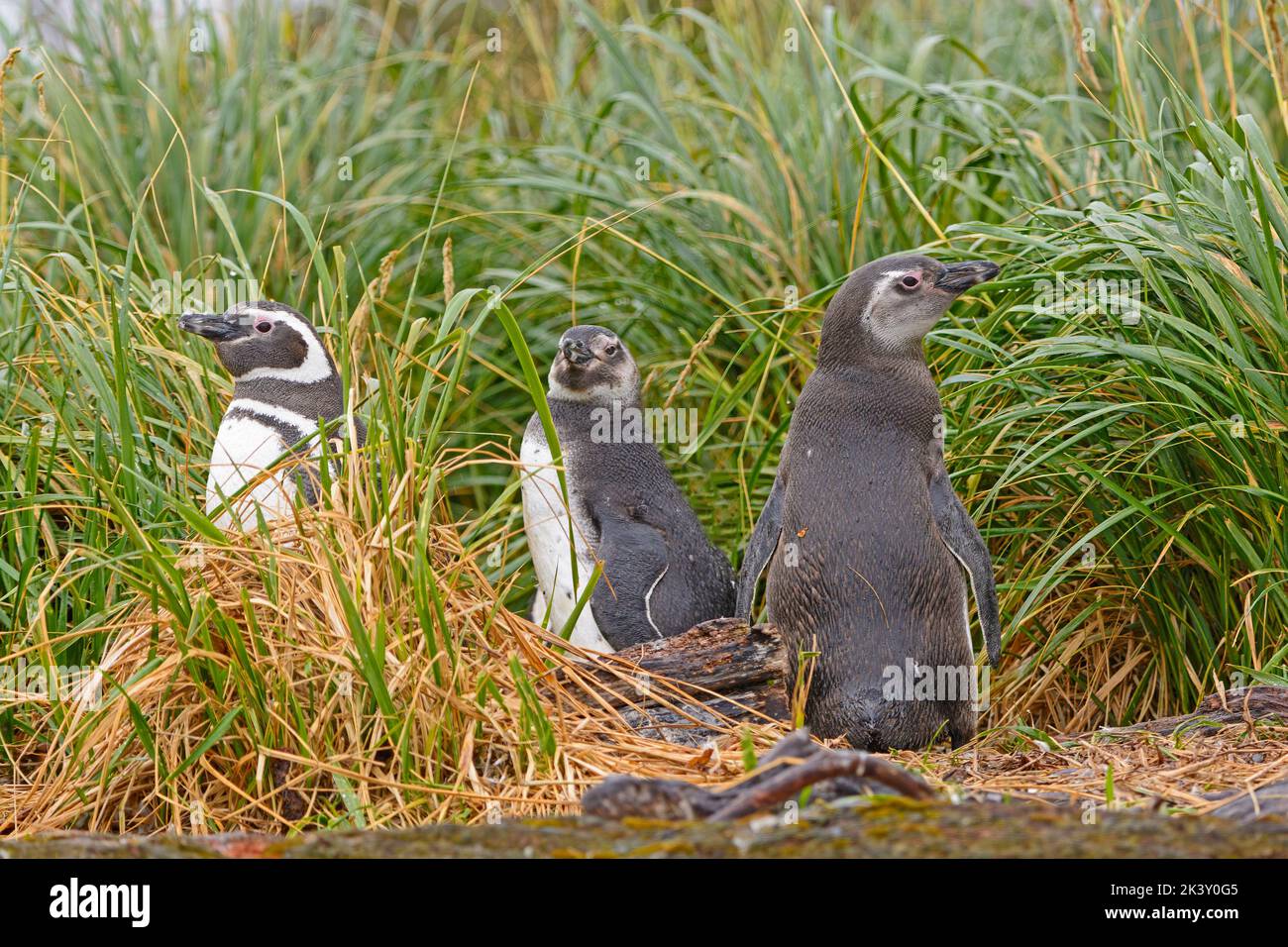 Magellanic Penguins in the Grass on a Nesting Island in Tierra Del Fuego in Chile Stock Photo