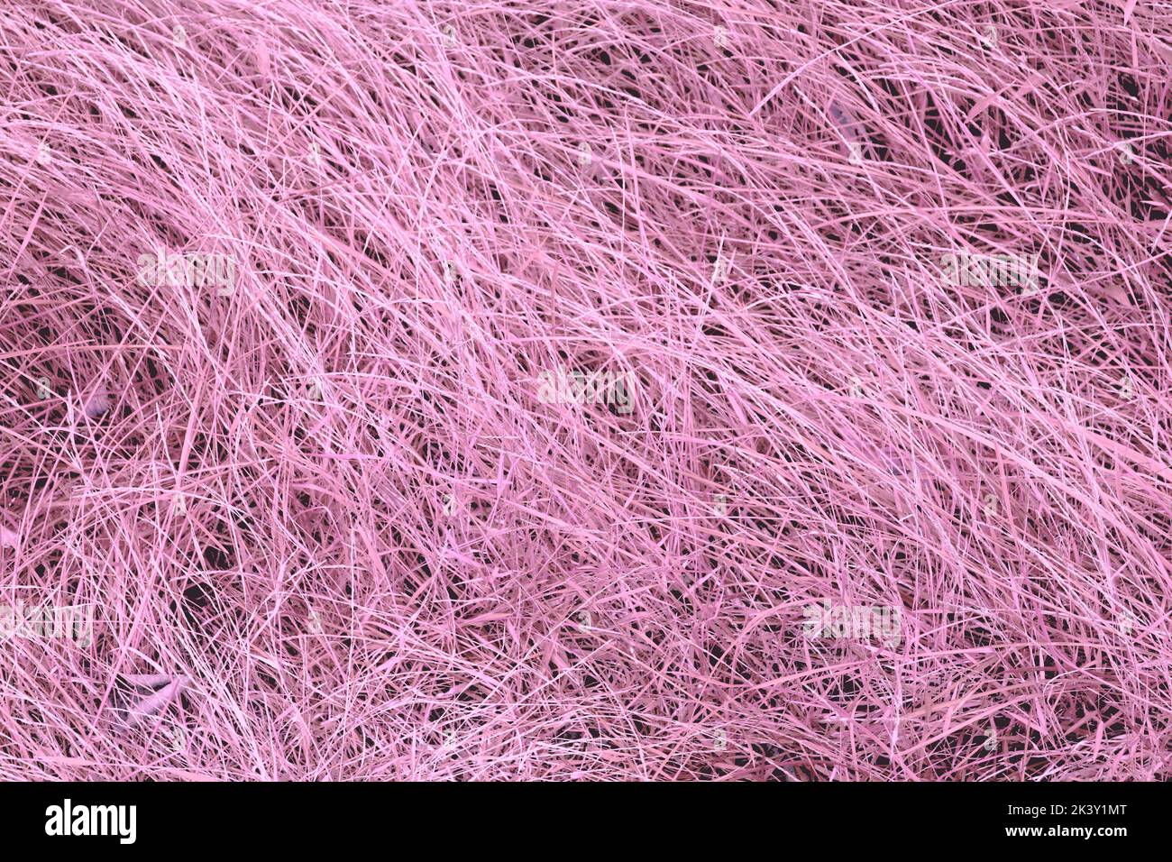 A Simple Pink-Colored Grass Background Stock Photo