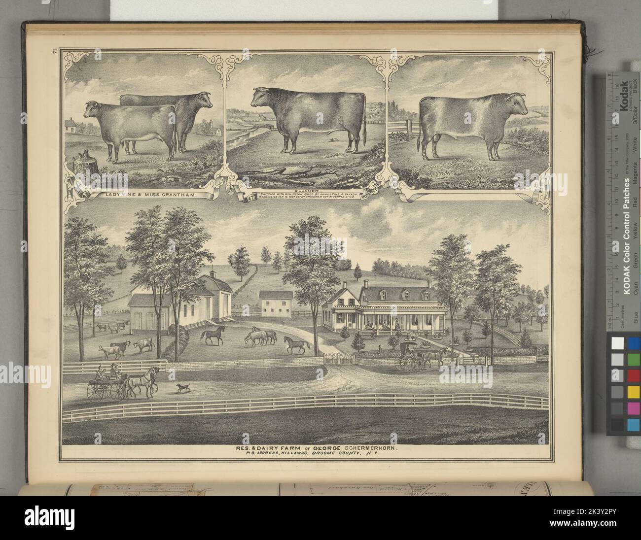 Lady Vine & Miss Grantham; Blucher; Res. & dairy farm of