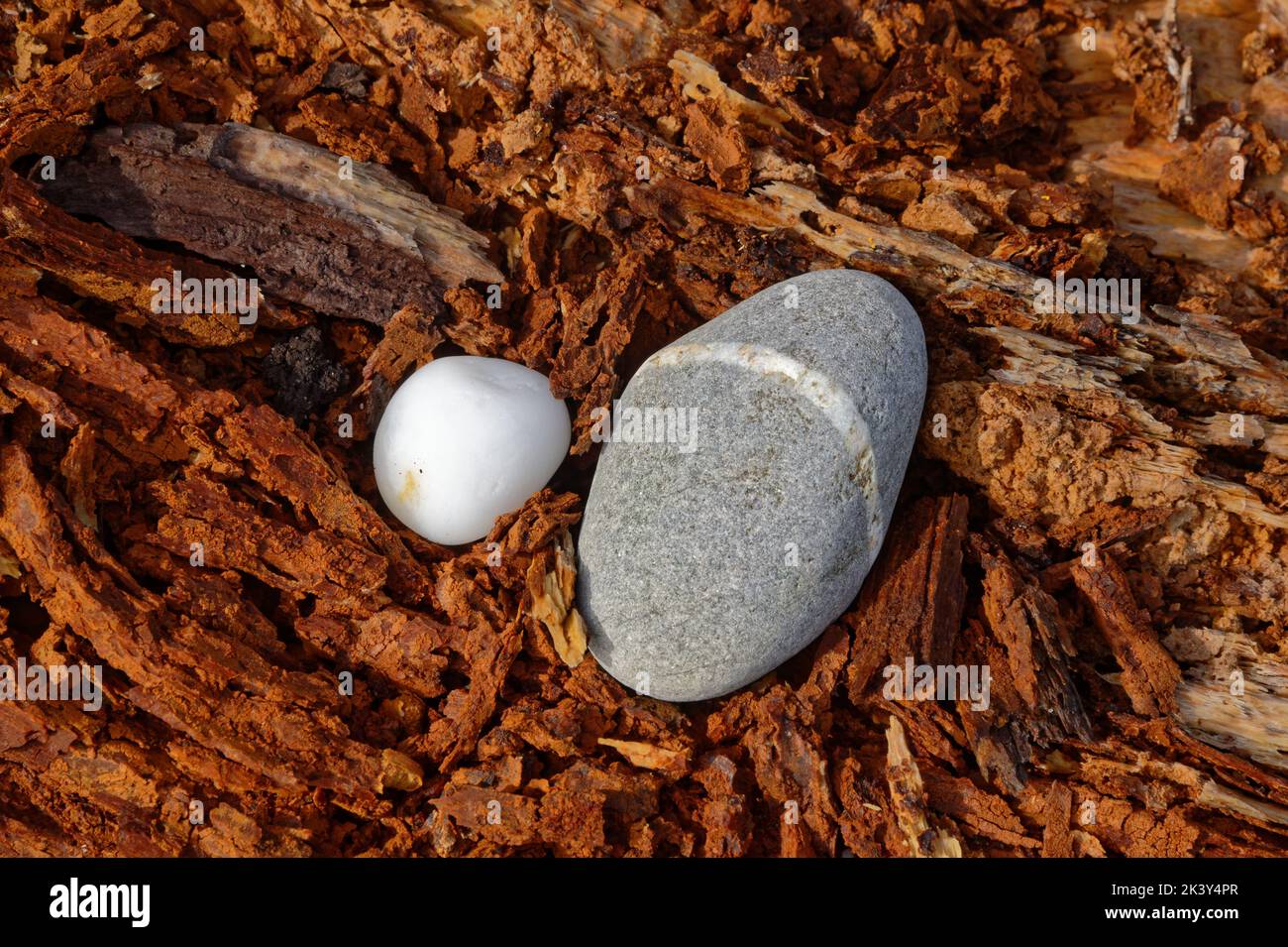 A grey stone has an inclusion in it which is white and goes around the stone, it is next to a white stone on some rotten wood. Stock Photo