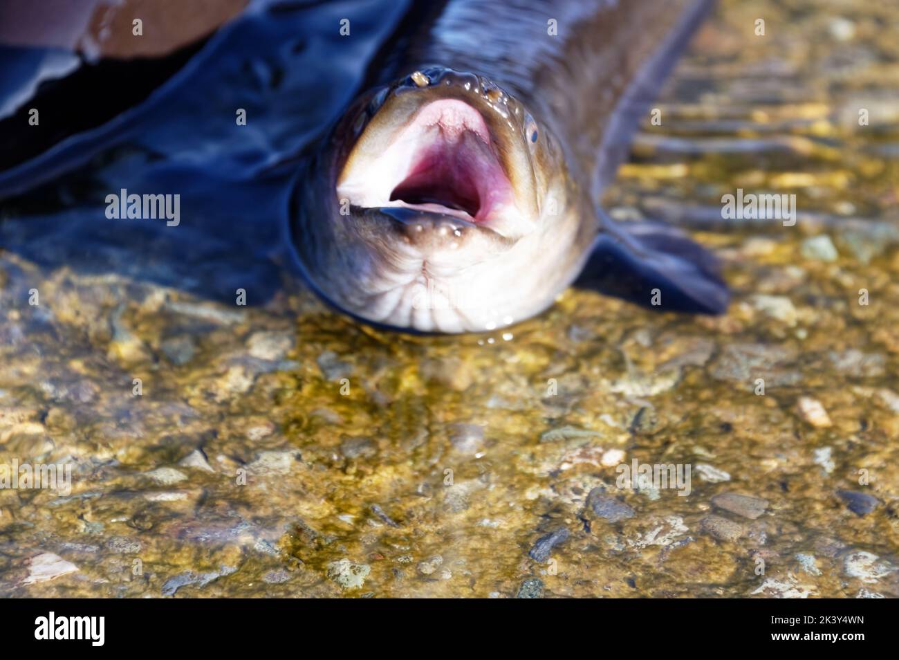 A longfin eel has it's mouth open out of the water, its nasal tubes can be seen Stock Photo