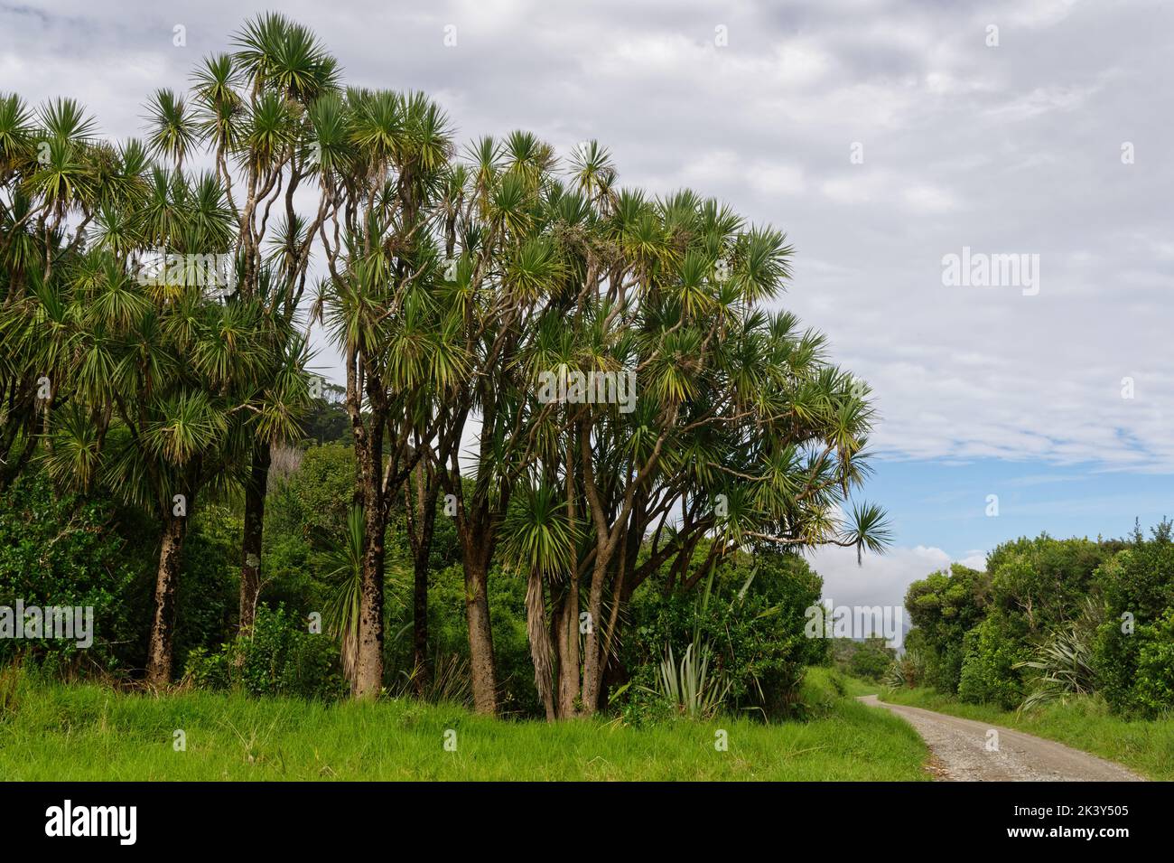 Cabbage trees stand at the front of native bush by the side of a shingle road in New Zealand. Stock Photo