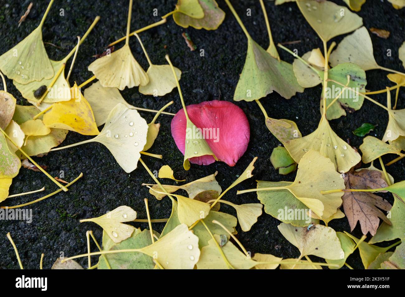 A red camellia flower petal lies on the ground surround by yellowy green gingko leaves, making a nice contrast Stock Photo