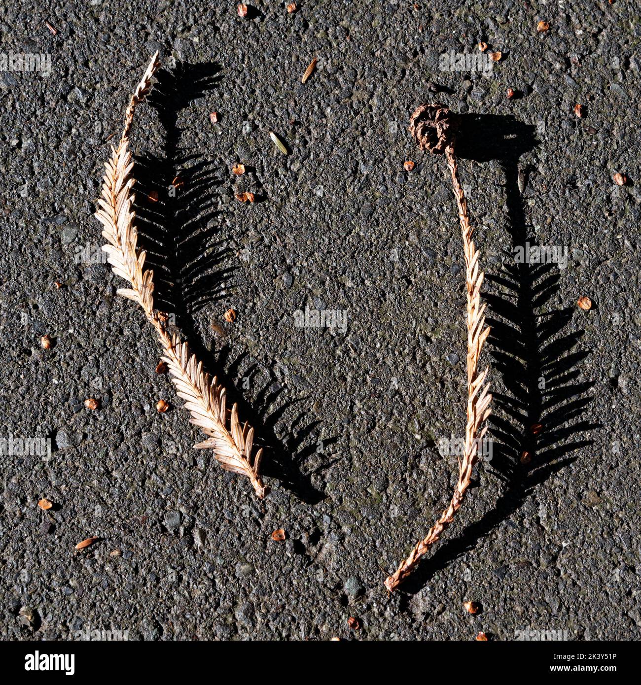 Harsh sunlight casts a solid shadow from the long leaves that have fallen onto the pavement. Stock Photo