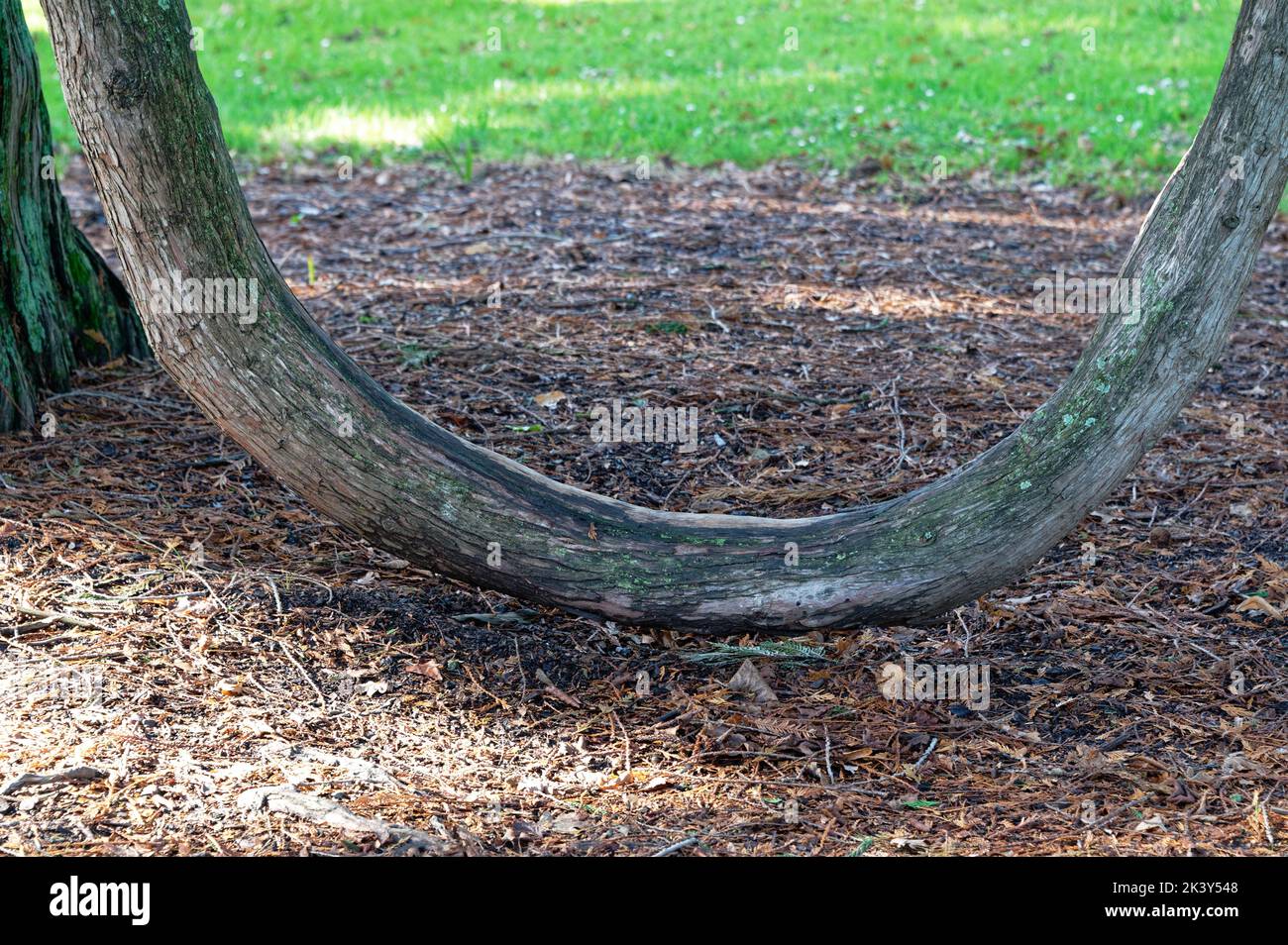 A bough has touched the ground and formed a natural U shape as it reaches up to the sky again Stock Photo