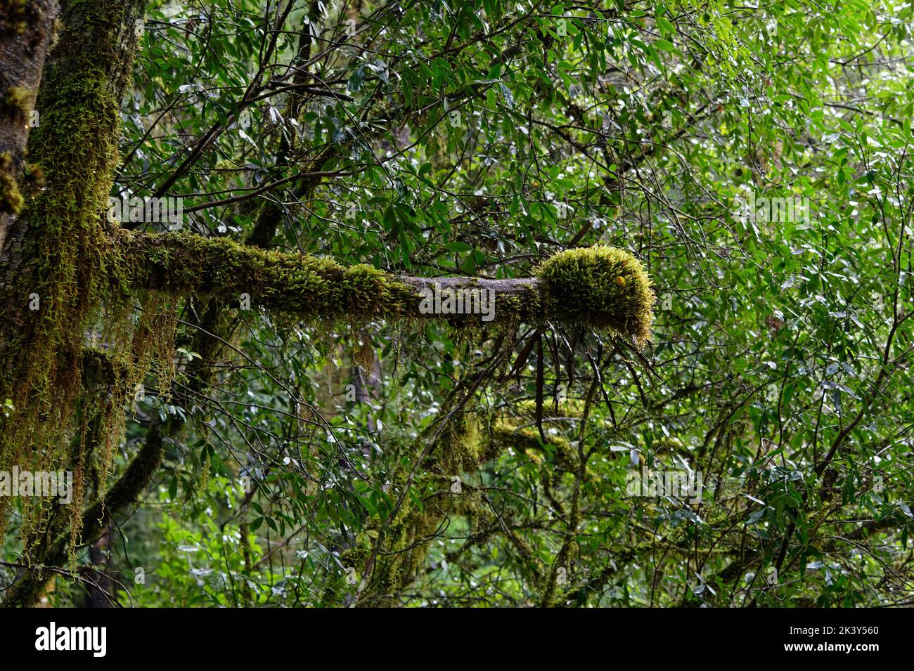 Thick moss covers a tree branch, it has a knobbly end Stock Photo