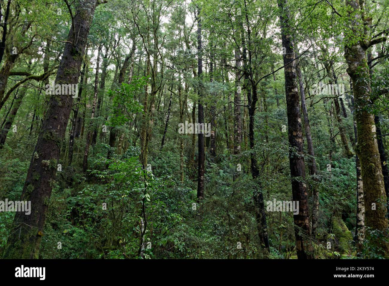 A stand of native trees, probably regrowth as their trunks are quite narrow. Stock Photo