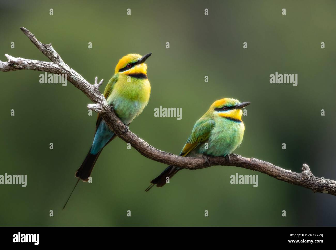 Two Rainbow Bee-eater sharing a dragonfly The Rainbow Bee-eater bird ...