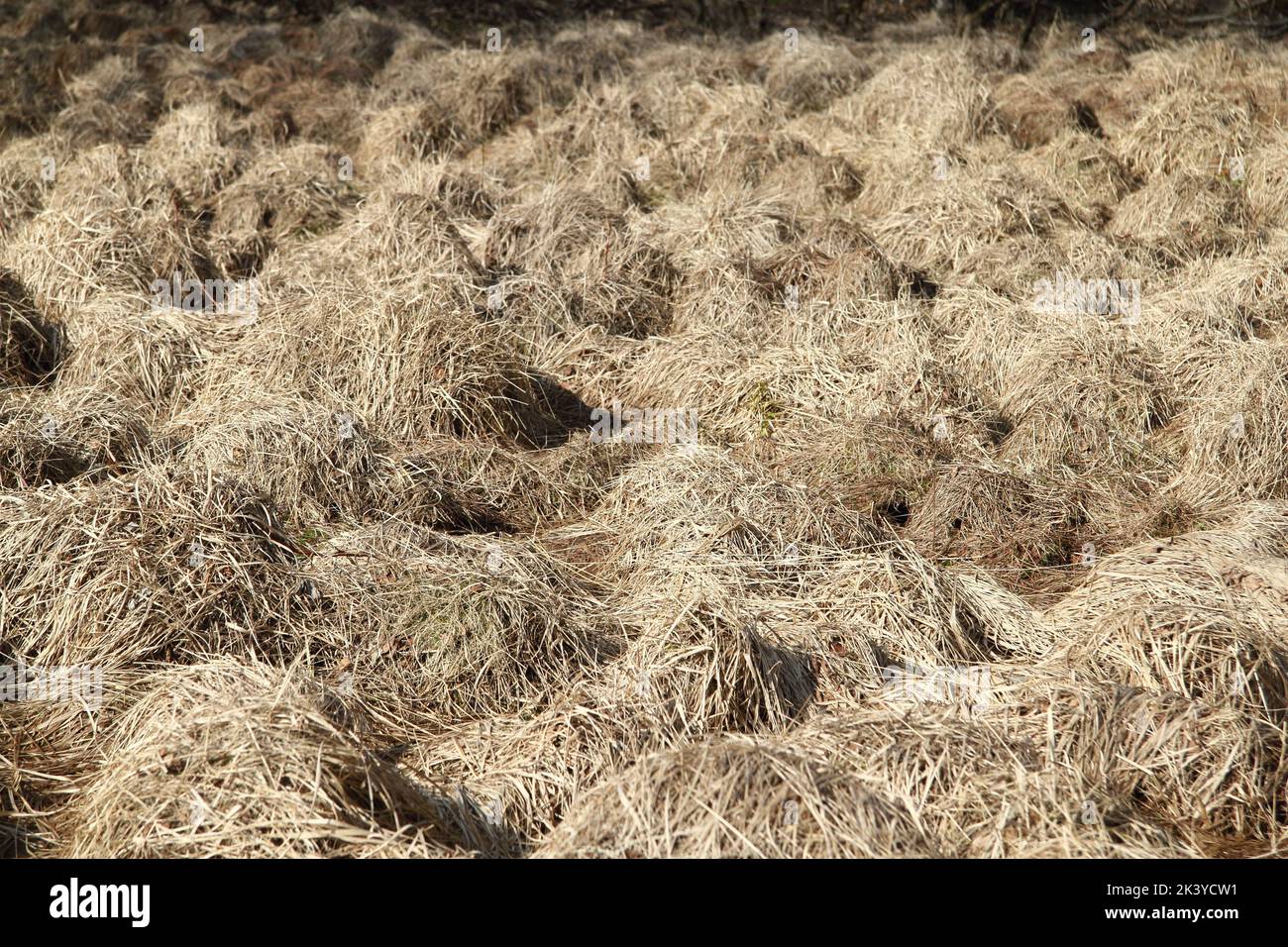 Dried up grass, shaped into many small hills Stock Photo