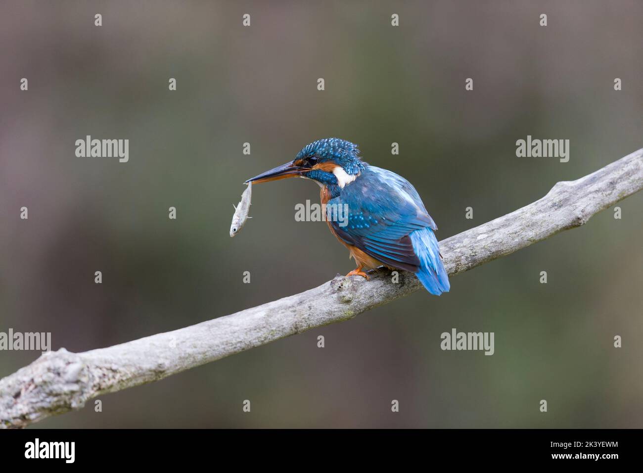 Common kingfisher Alcedo atthis, adult female perched on branch with Three-spined stickleback Gasterosteus aculeatus, prey in beak, Suffolk, England, Stock Photo