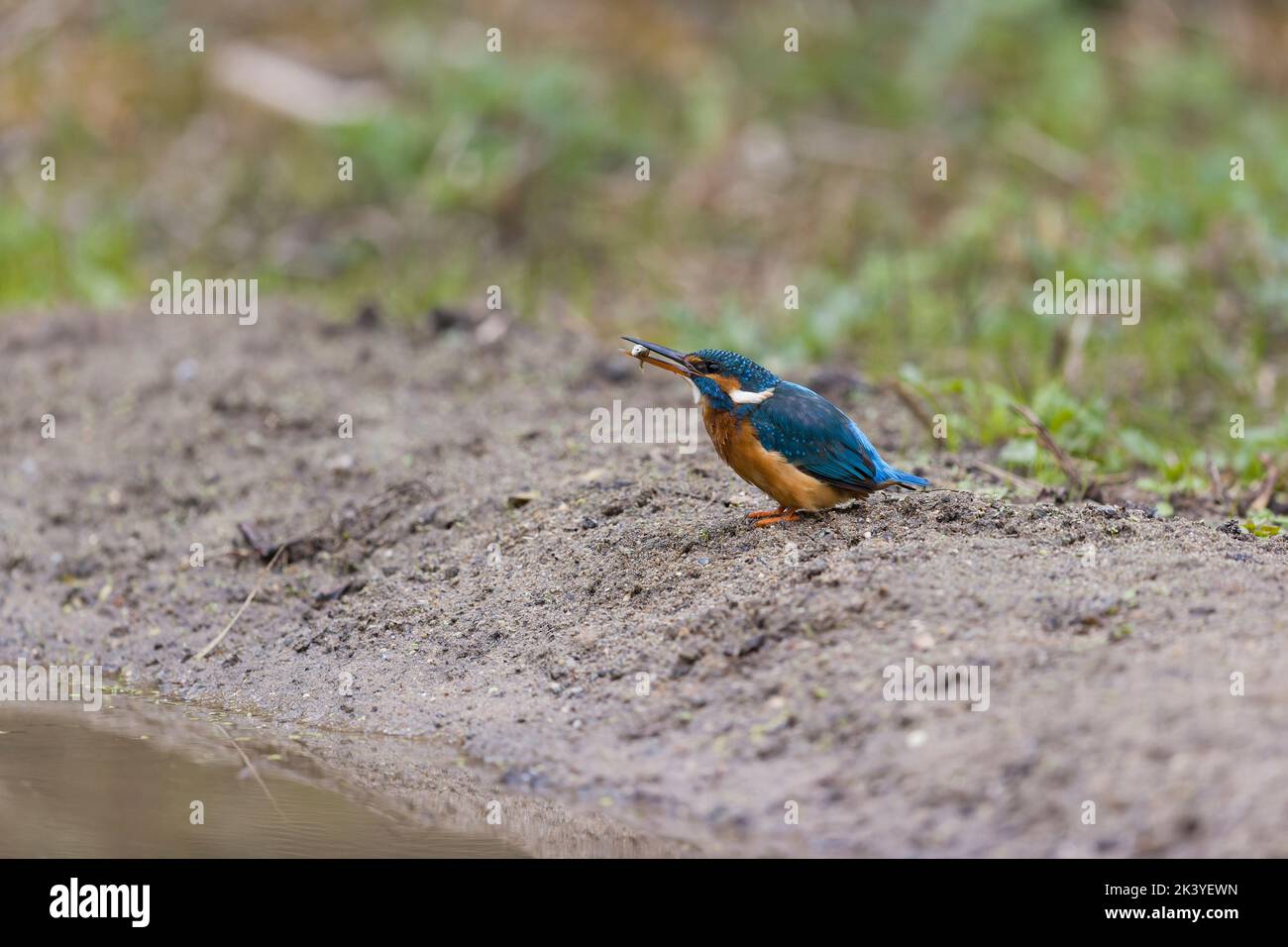 Common kingfisher Alcedo atthis, adult female standing on ground with Three-spined stickleback Gasterosteus aculeatus, prey in beak, Suffolk, England, Stock Photo