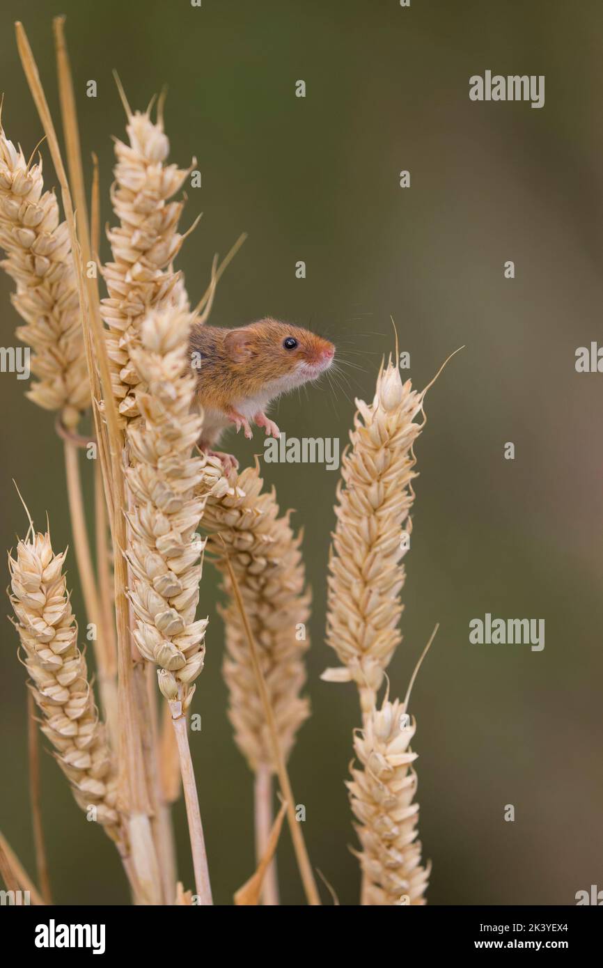 Harvest mouse Micromys minutus, adult standing on wheat stems, Suffolk, England, September, controlled conditions Stock Photo