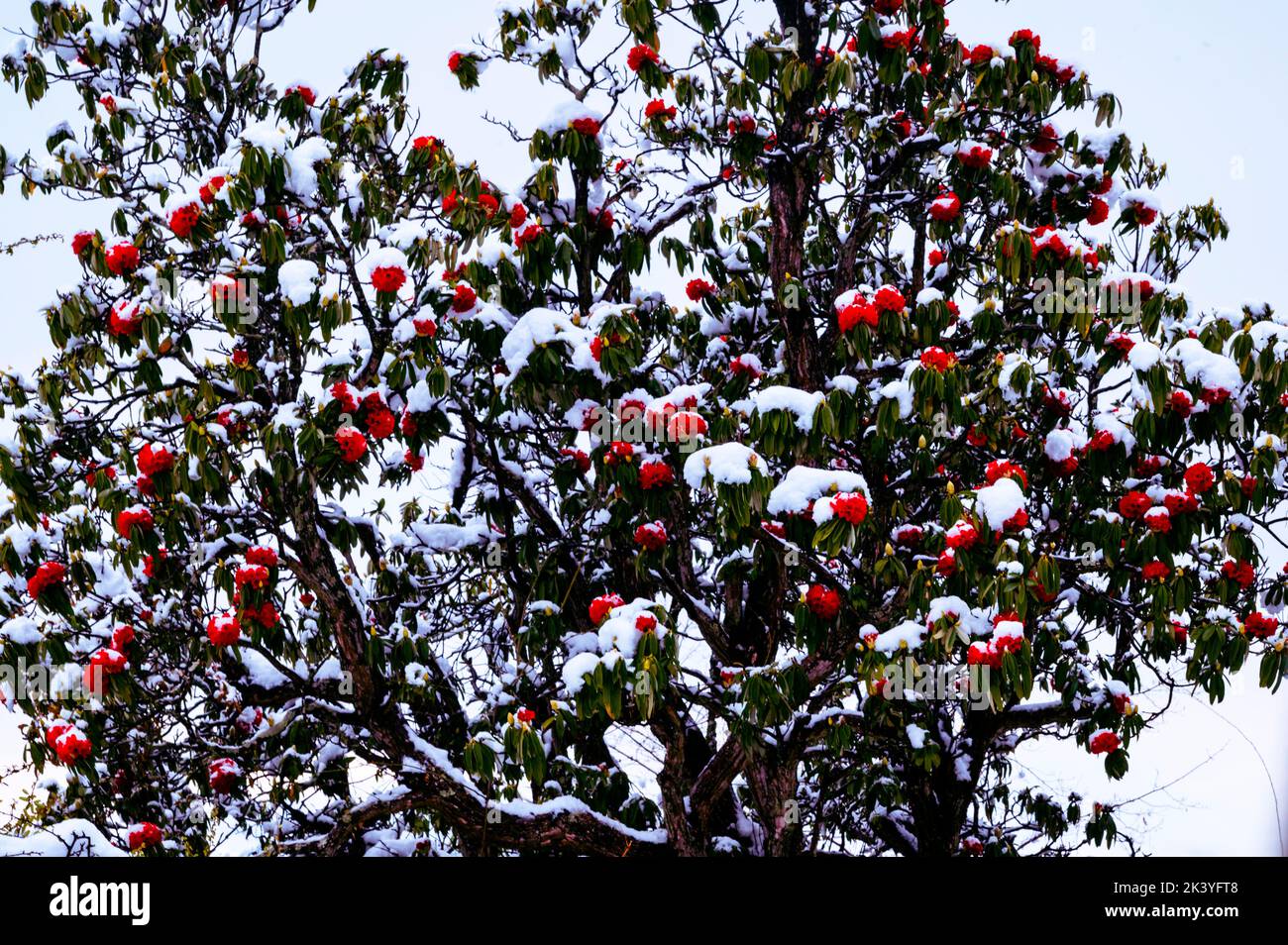 Blossom tree. Rhododendron leaves covered in snow, snow fall in Kumaon region of Himalaya, North India Stock Photo
