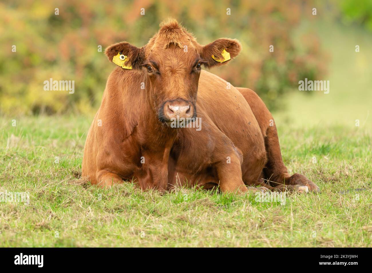 Close up of a large brown cow laying down in the Autumnal sunshine.  Facing forward with blurred, colourful background.  Horizontal.  Copy space Stock Photo