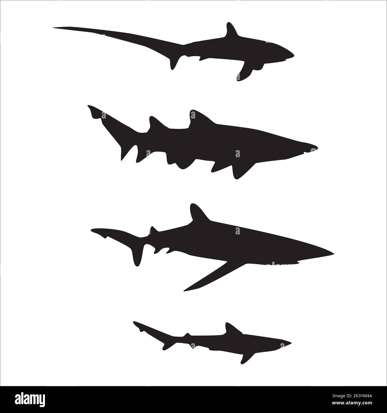 Vector Set Of Sharks Silhouettes Illustration Isolated On White